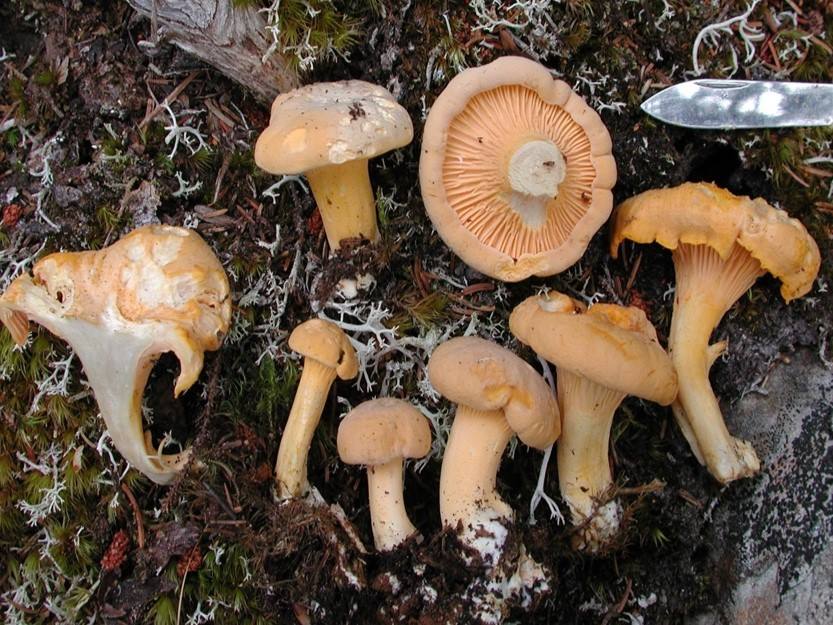 mushroom