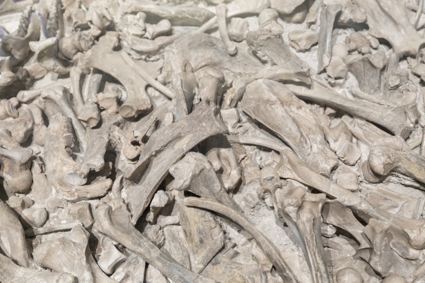 pile of bones 1574252704Bhm