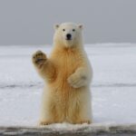 bear pic